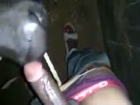 Horse giving blowjob to a big dick